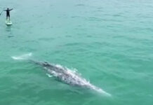 LAS PLAYAS DONDE LOS SURFISTAS SE BAÑAN CON TIBURONES EL 97% DE LAS VECES