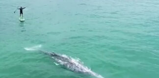 LAS PLAYAS DONDE LOS SURFISTAS SE BAÑAN CON TIBURONES EL 97% DE LAS VECES