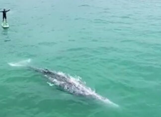 LAS PLAYAS DONDE LOS SURFISTAS SE BAÑAN CON TIBURONES EL 97% DE LAS VECES