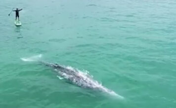 LAS PLAYAS DONDE LOS SURFISTAS SE BAÑAN CON TIBURONES EL 97% DE LAS VECES