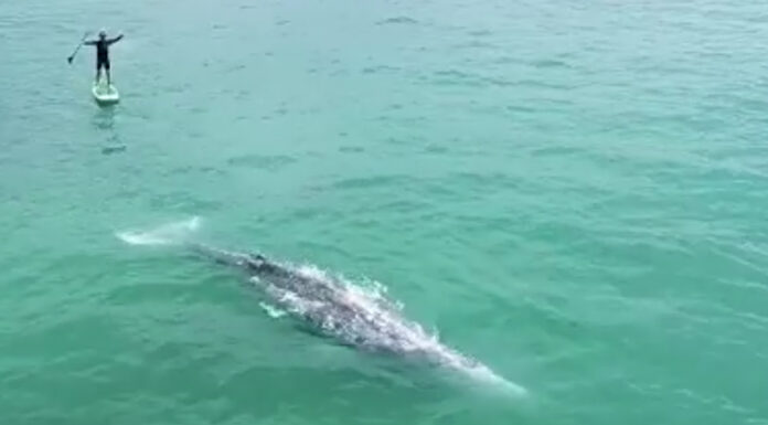 LAS PLAYAS DONDE LOS SURFISTAS SE BAÑAN CON TIBURONES EL 97% DE LAS VECES