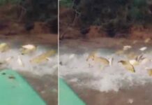 EN EL RÍO PARANÁ FILMARON UNA “LLUVIA” DE DORADOS