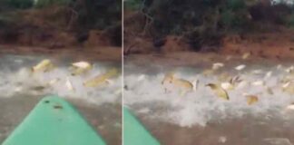 EN EL RÍO PARANÁ FILMARON UNA “LLUVIA” DE DORADOS