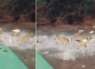 EN EL RÍO PARANÁ FILMARON UNA “LLUVIA” DE DORADOS