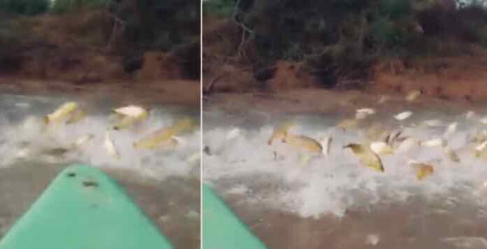 EN EL RÍO PARANÁ FILMARON UNA “LLUVIA” DE DORADOS