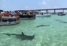 LA ESCALOFRIANTE ESCENA DE TIBURONES MARTILLO QUE RODEAN UN CONJUNTO DE LANCHAS EN ALABAMA