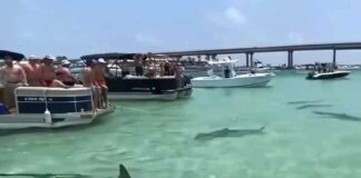 LA ESCALOFRIANTE ESCENA DE TIBURONES MARTILLO QUE RODEAN UN CONJUNTO DE LANCHAS EN ALABAMA