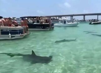 LA ESCALOFRIANTE ESCENA DE TIBURONES MARTILLO QUE RODEAN UN CONJUNTO DE LANCHAS EN ALABAMA