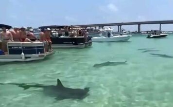 LA ESCALOFRIANTE ESCENA DE TIBURONES MARTILLO QUE RODEAN UN CONJUNTO DE LANCHAS EN ALABAMA