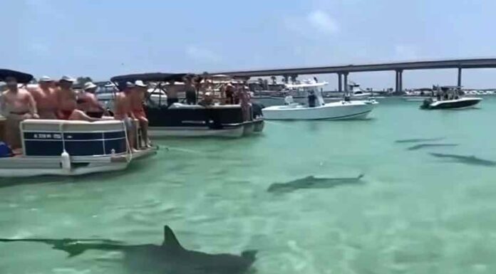 LA ESCALOFRIANTE ESCENA DE TIBURONES MARTILLO QUE RODEAN UN CONJUNTO DE LANCHAS EN ALABAMA