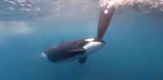 LOS VELEROS DE THE OCEAN RACE SUFREN LOS ATAQUES DE LAS ORCAS