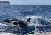 ¿POR QUÉ LA PANDILLA DE LA ORCA GLADYS ATACA YATES EN EUROPA?