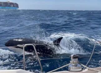 ¿POR QUÉ LA PANDILLA DE LA ORCA GLADYS ATACA YATES EN EUROPA?