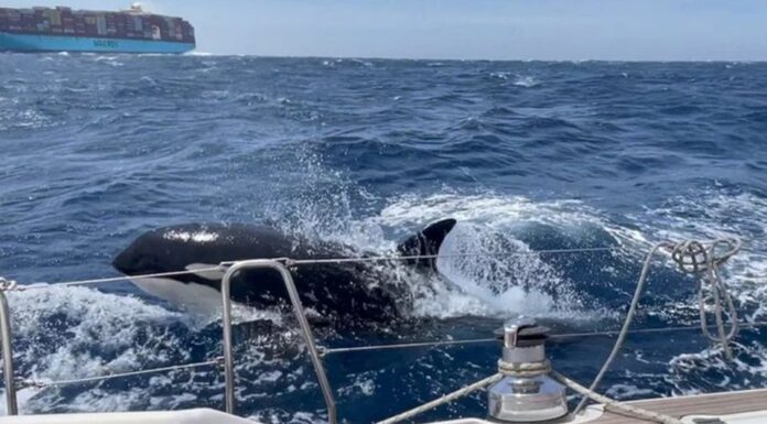 ¿POR QUÉ LA PANDILLA DE LA ORCA GLADYS ATACA YATES EN EUROPA?