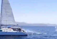 IDENTIFICADOS LOS TRIPULANTES DE UN VELERO POR DISPARAR A UNA ORCA EN EL ESTRECHO DE GIBRALTAR