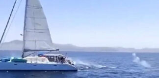 IDENTIFICADOS LOS TRIPULANTES DE UN VELERO POR DISPARAR A UNA ORCA EN EL ESTRECHO DE GIBRALTAR