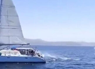 IDENTIFICADOS LOS TRIPULANTES DE UN VELERO POR DISPARAR A UNA ORCA EN EL ESTRECHO DE GIBRALTAR