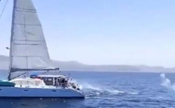IDENTIFICADOS LOS TRIPULANTES DE UN VELERO POR DISPARAR A UNA ORCA EN EL ESTRECHO DE GIBRALTAR