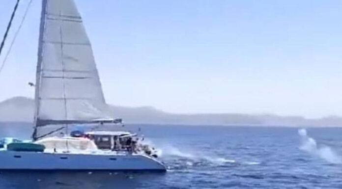 IDENTIFICADOS LOS TRIPULANTES DE UN VELERO POR DISPARAR A UNA ORCA EN EL ESTRECHO DE GIBRALTAR