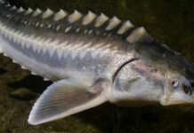 PESCARON EN EL RÍO DE LA PLTA UNA ESPECIA INVASORA QUE PUEDE VIVIR HASTA 150 AÑOS