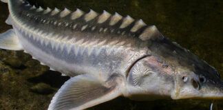 PESCARON EN EL RÍO DE LA PLTA UNA ESPECIA INVASORA QUE PUEDE VIVIR HASTA 150 AÑOS