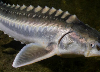 PESCARON EN EL RÍO DE LA PLTA UNA ESPECIA INVASORA QUE PUEDE VIVIR HASTA 150 AÑOS