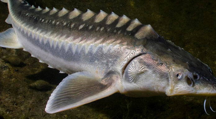 PESCARON EN EL RÍO DE LA PLTA UNA ESPECIA INVASORA QUE PUEDE VIVIR HASTA 150 AÑOS