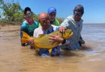 PESCARON UN EJEMPLAR DE DORADO QUE SUPERÓ LOS 15 KILOS EN EL RÍO PARANÁ