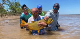 PESCARON UN EJEMPLAR DE DORADO QUE SUPERÓ LOS 15 KILOS EN EL RÍO PARANÁ