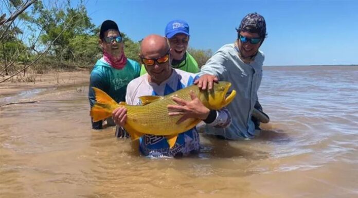 PESCARON UN EJEMPLAR DE DORADO QUE SUPERÓ LOS 15 KILOS EN EL RÍO PARANÁ