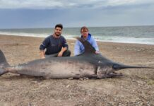 CHUBUT: HALLARON UN PEZ ESPADA DE CASI 300 KILOS EN LA COSTA