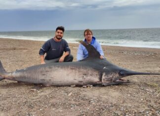 CHUBUT: HALLARON UN PEZ ESPADA DE CASI 300 KILOS EN LA COSTA