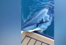 INSTANTE ATERRADOR: UN TIBURÓN HUNDIÓ SUS DIENTES EN UN YATE