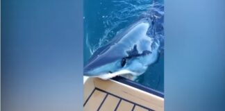 INSTANTE ATERRADOR: UN TIBURÓN HUNDIÓ SUS DIENTES EN UN YATE