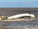 VIDEO – VELERO CHOCÓ CON LA ESCOLLERA DEL PUERTO DEL BUCEO EN MONTEVIDEO