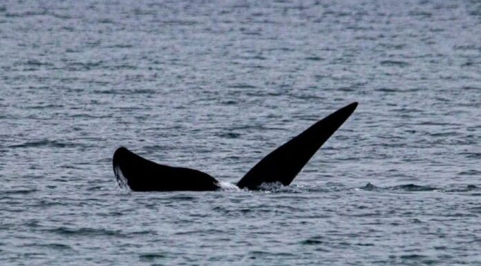 PUERTO MADRYN: EL SALTO DE LA BALLENA, LA REACCIÓN Y UN VIDEO GENIAL DESDE UNA LANCHA