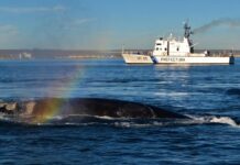 PREFECTURA BRINDÓ RECOMENDACIONES DE NAVEGACIÓN ANTE LA PRESENCIA DE BALLENAS