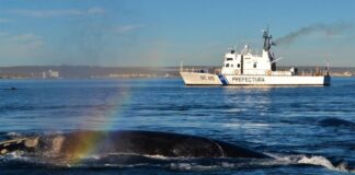 PREFECTURA BRINDÓ RECOMENDACIONES DE NAVEGACIÓN ANTE LA PRESENCIA DE BALLENAS
