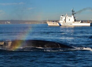 PREFECTURA BRINDÓ RECOMENDACIONES DE NAVEGACIÓN ANTE LA PRESENCIA DE BALLENAS