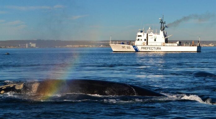 PREFECTURA BRINDÓ RECOMENDACIONES DE NAVEGACIÓN ANTE LA PRESENCIA DE BALLENAS