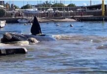 AVISTAN BALLENAS FRANCAS AUSTRALES EN PUNTA DEL ESTE Y UNA LLEGÓ HASTA EL PUERTO DE YATES