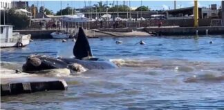 AVISTAN BALLENAS FRANCAS AUSTRALES EN PUNTA DEL ESTE Y UNA LLEGÓ HASTA EL PUERTO DE YATES