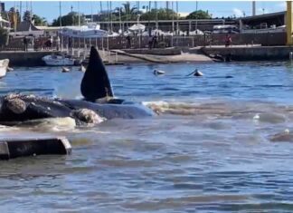 AVISTAN BALLENAS FRANCAS AUSTRALES EN PUNTA DEL ESTE Y UNA LLEGÓ HASTA EL PUERTO DE YATES