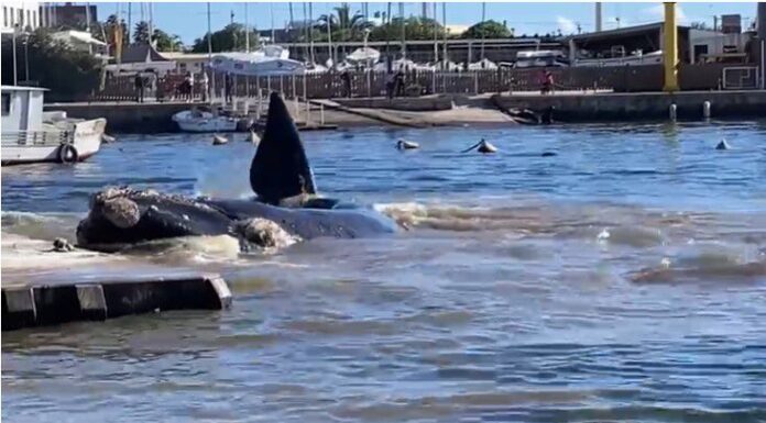 AVISTAN BALLENAS FRANCAS AUSTRALES EN PUNTA DEL ESTE Y UNA LLEGÓ HASTA EL PUERTO DE YATES