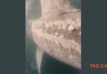 IMÁGENES REVOLUCIONARIAS CAPTAN EL PRIMER CHOQUE DE UN BARCO CON UN TIBURÓN EN PELIGRO DE EXTINCIÓN