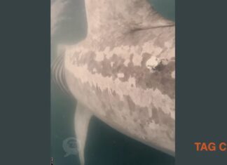 IMÁGENES REVOLUCIONARIAS CAPTAN EL PRIMER CHOQUE DE UN BARCO CON UN TIBURÓN EN PELIGRO DE EXTINCIÓN