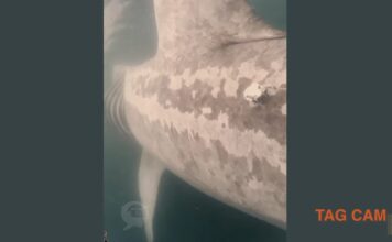 IMÁGENES REVOLUCIONARIAS CAPTAN EL PRIMER CHOQUE DE UN BARCO CON UN TIBURÓN EN PELIGRO DE EXTINCIÓN