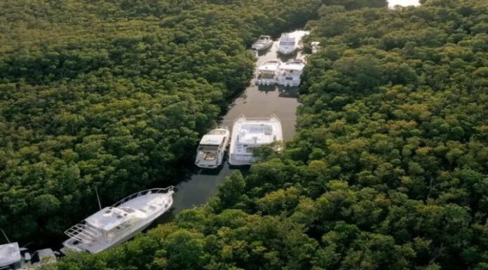 CANCÚN: UTILIZARON LOS MANGLARES PARA RESGUARDAR YATES ANTE EL PASO DEL HURACÁN “BERYL”