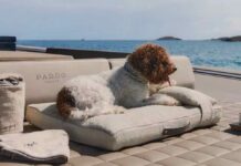 POLDO DOG COUTURE, EL LUJOSO KIT PARA PERROS EN BARCO