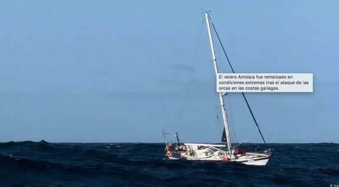 OTRO ASALTO DE ORCA A BARCO EN LA COSTA ESPAÑOLA REAVIVA EL DEBATE
